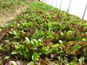 Loose Leaf Lettuce - Image 2