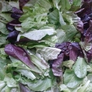 Loose Leaf Lettuce