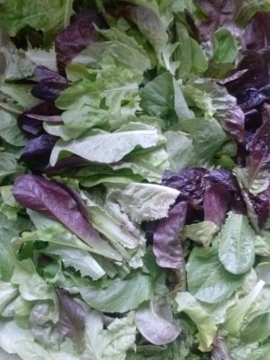 Loose Leaf Lettuce