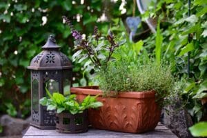 Herb Plants