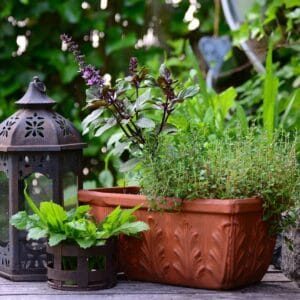 Herb Plants