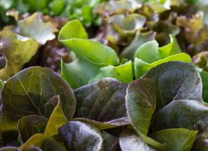 Produce - Head Lettuce