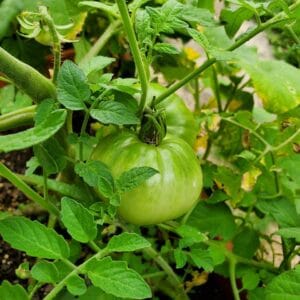 Heirloom Vegetable Plants