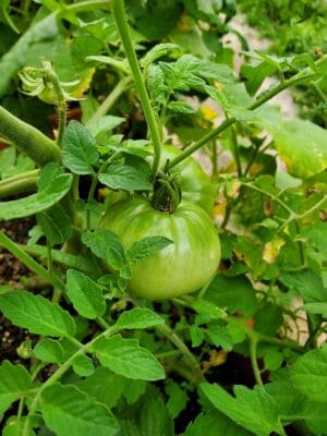 Heirloom Vegetable Plants