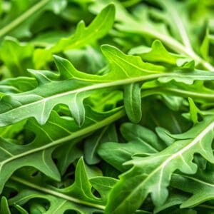 Arugula Greens
