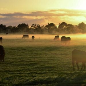 Raw Milk Herd Shares